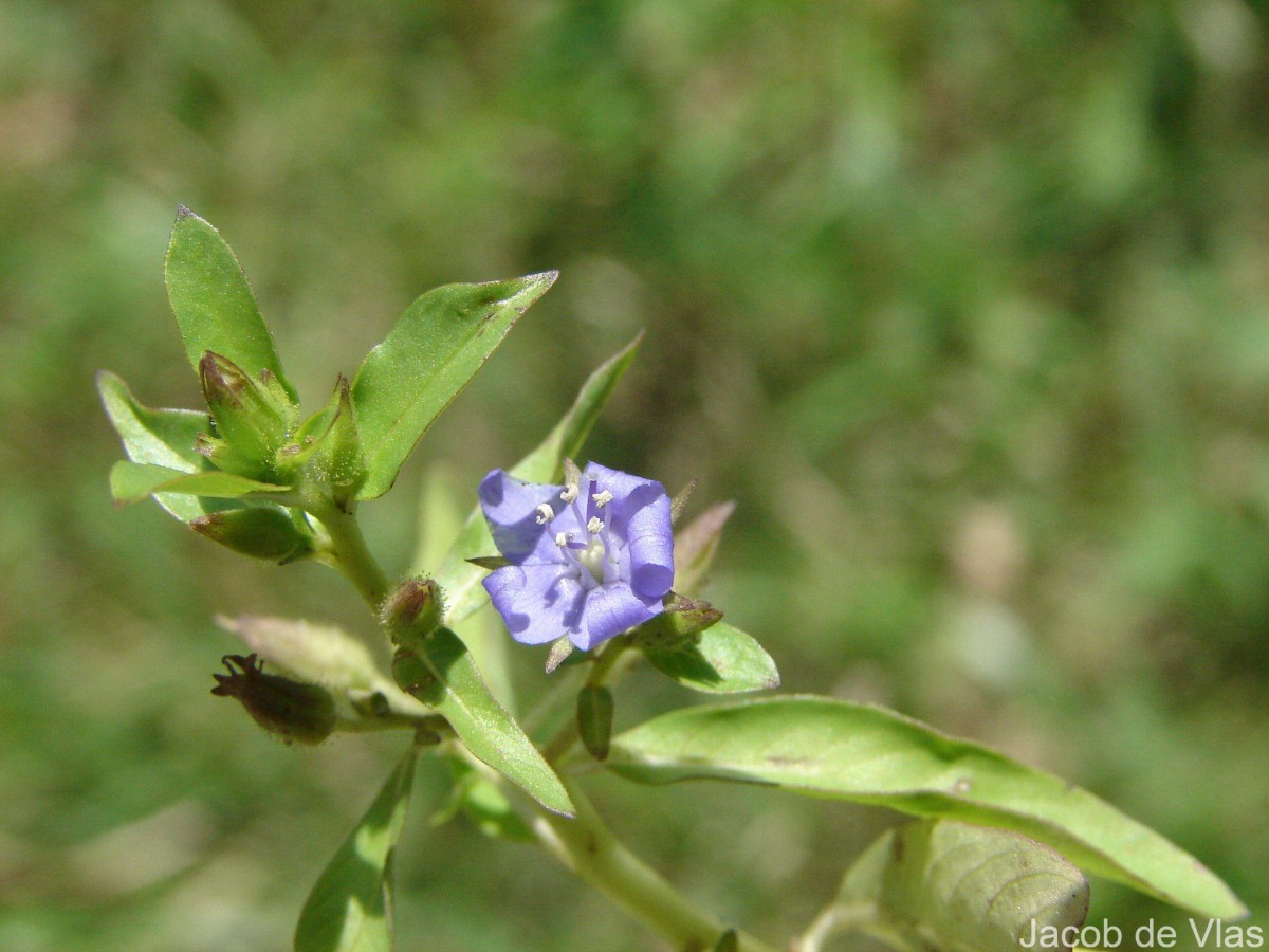 Hydrolea zeylanica (L.) Vahl